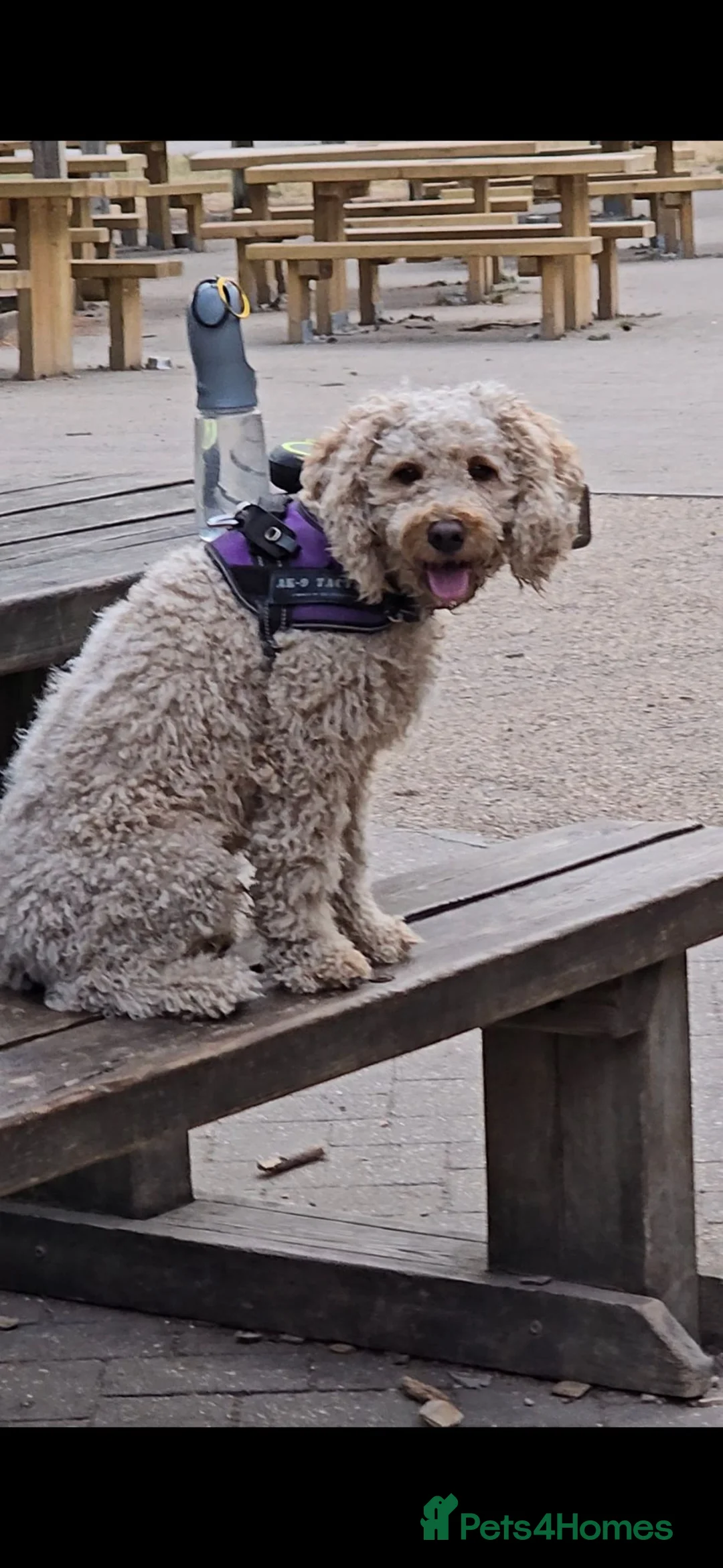Cockapoo dogs for sale: Kiko 2 years old - Advert 2