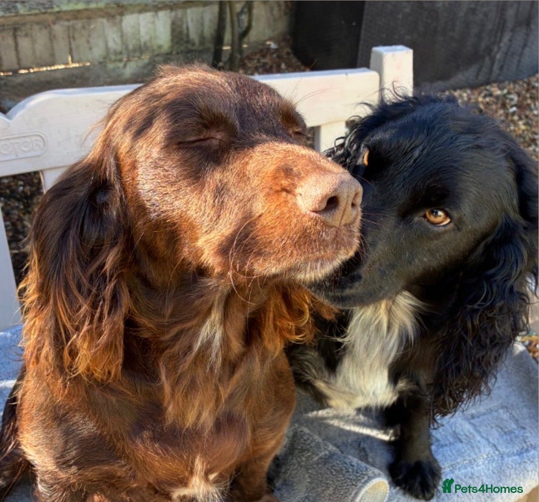 Sprocker dogs Beautiful boy sprocker spaniels  - Advert 11