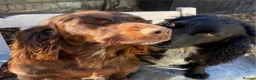 Sprocker dogs for sale: Beautiful boy sprocker spaniels  in Maidstone - Advert 1