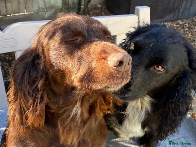 Sprocker dogs for sale: Beautiful boy sprocker spaniels - Advert 4