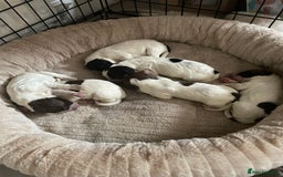 Sprocker dogs for sale: Sprocker puppys - Image 5