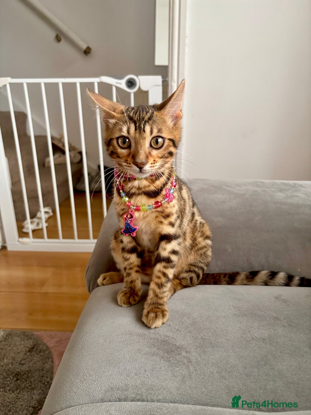 Bengal cats for sale: Bengal female  - Image 2