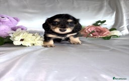 Miniature Dachshund dogs for sale: EXTREMELY FLUFFY Longhaired Miniature Dachshunds  - Image 4