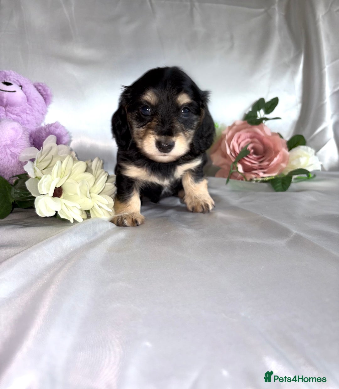 Miniature Dachshund dogs for sale: EXTREMELY FLUFFY Longhaired Miniature Dachshunds  - Image 4