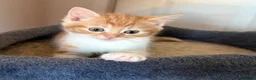 Mixed Breed cats for sale:  1 gorgeous fluffy kitten - Advert 8