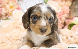 Miniature Dachshund dogs for sale: KC Miniature Dachshund Puppies - Advert 5