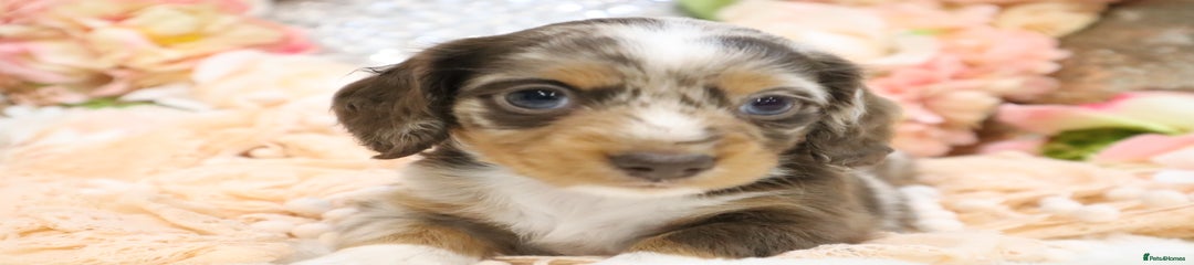 Miniature Dachshund Puppy 1