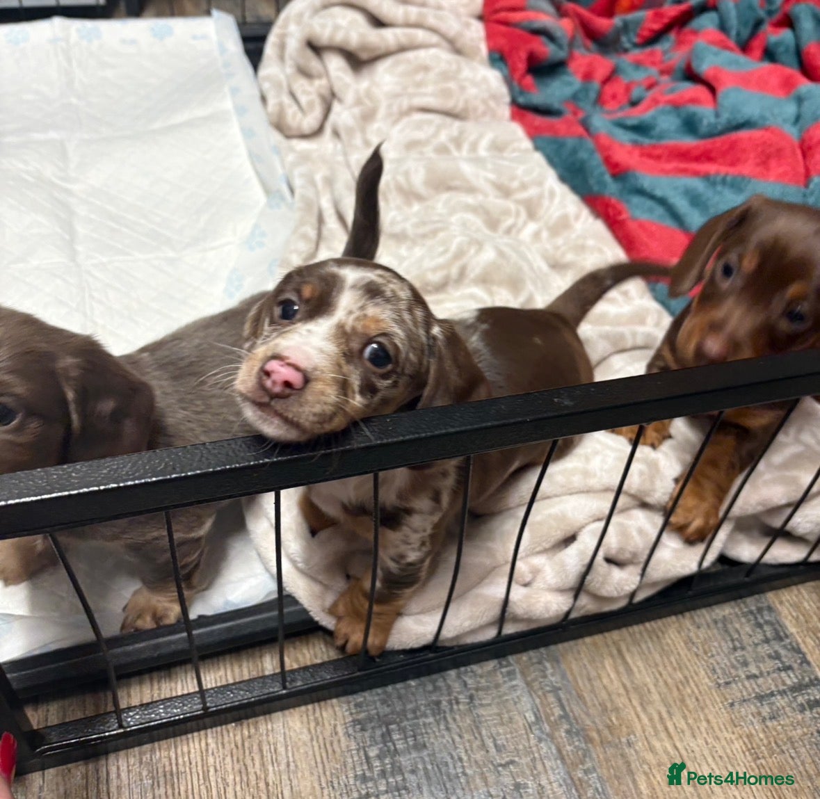 Miniature Dachshund dogs 4x miniature Dachsund  - Advert 18