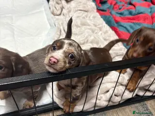 Miniature Dachshund dogs 4x miniature Dachsund - Advert 18