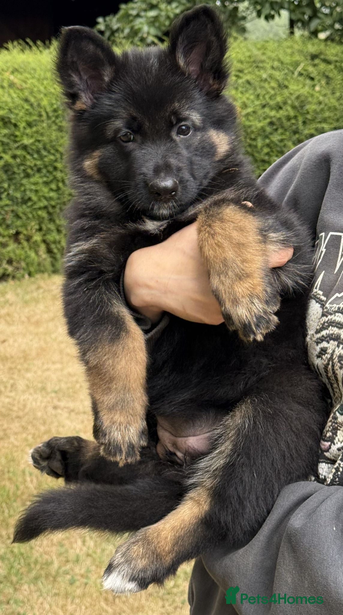 German Shepherd dogs Quality Longcoat Pups With Health tested Parents  - Advert 2
