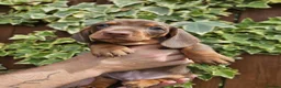 Miniature Dachshund dogs for sale: READY NOW KC reg miniature dachshund  - Advert 23