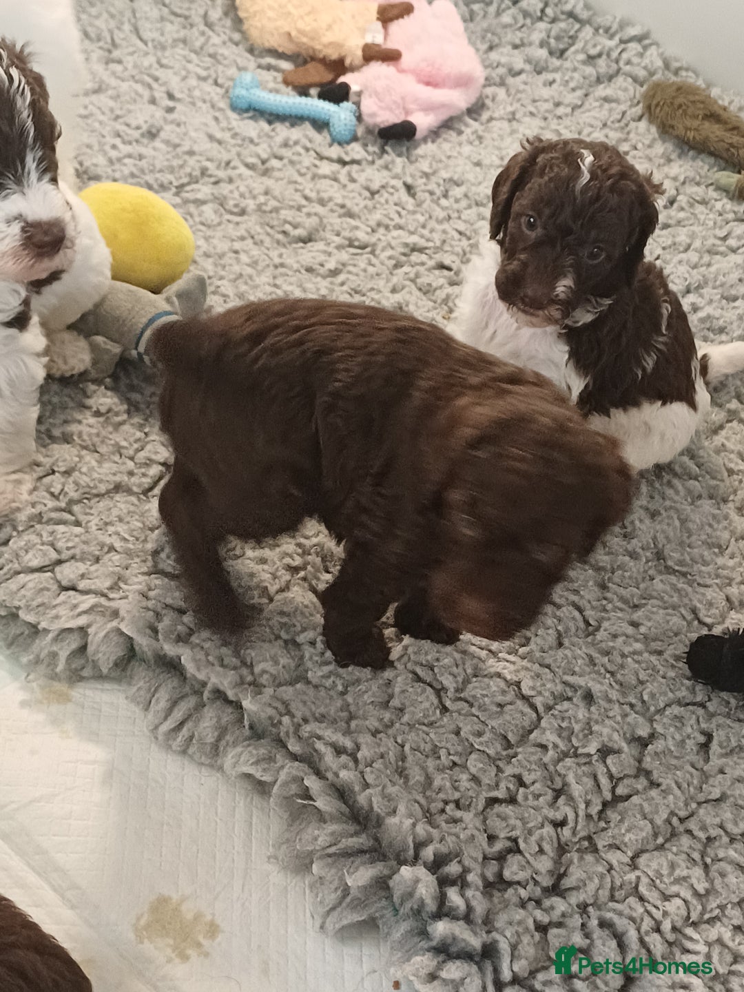 Labradoodle dogs for sale: Lovable F3B Parti Labeadoodle Puppies  - Advert 27