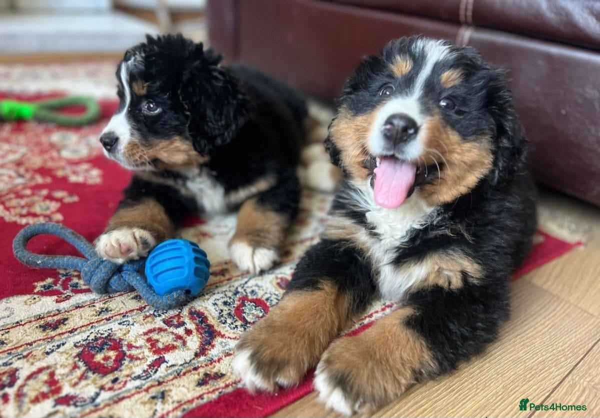 Bernese Mountain Dog dogs STUNNING CHUNKY BERNESE PUPPIES HEALTH CHECKED - Advert 3