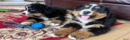 Bernese Mountain Dog dogs for sale: STUNNING CHUNKY BERNESE PUPPIES HEALTH CHECKED - Advert 1