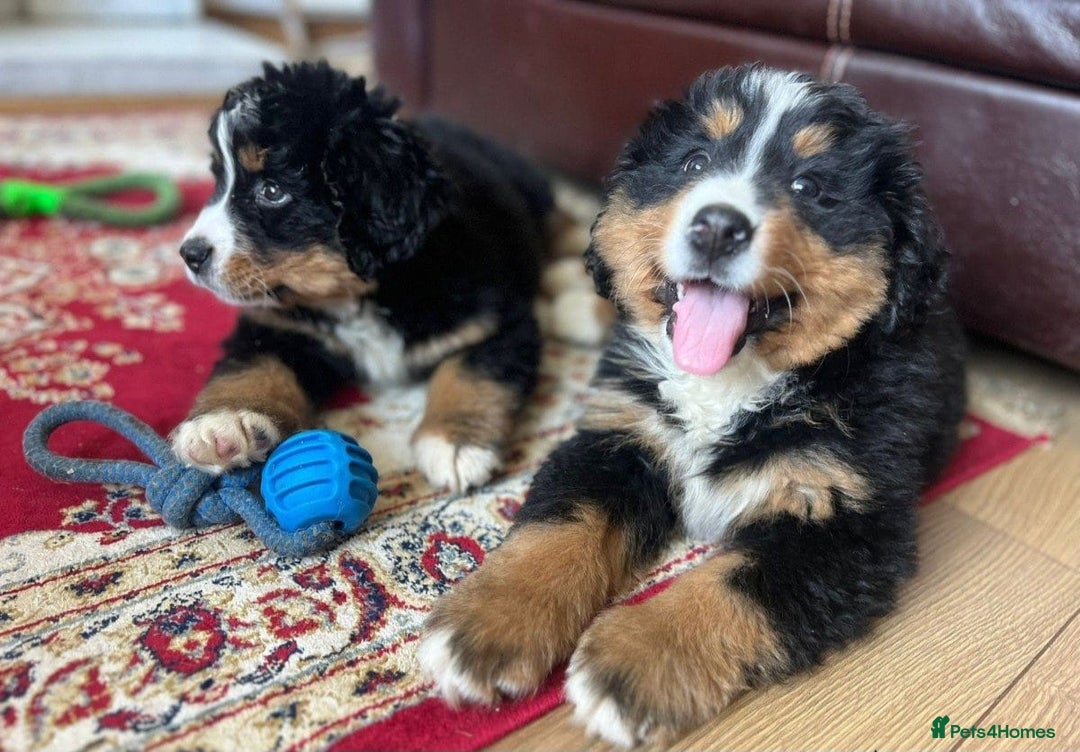 Bernese Mountain Dog dogs for sale: STUNNING CHUNKY BERNESE PUPPIES HEALTH CHECKED - Advert 1