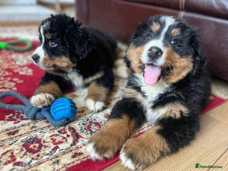 Bernese Mountain Dog dogs STUNNING CHUNKY BERNESE PUPPIES HEALTH CHECKED - Advert 1