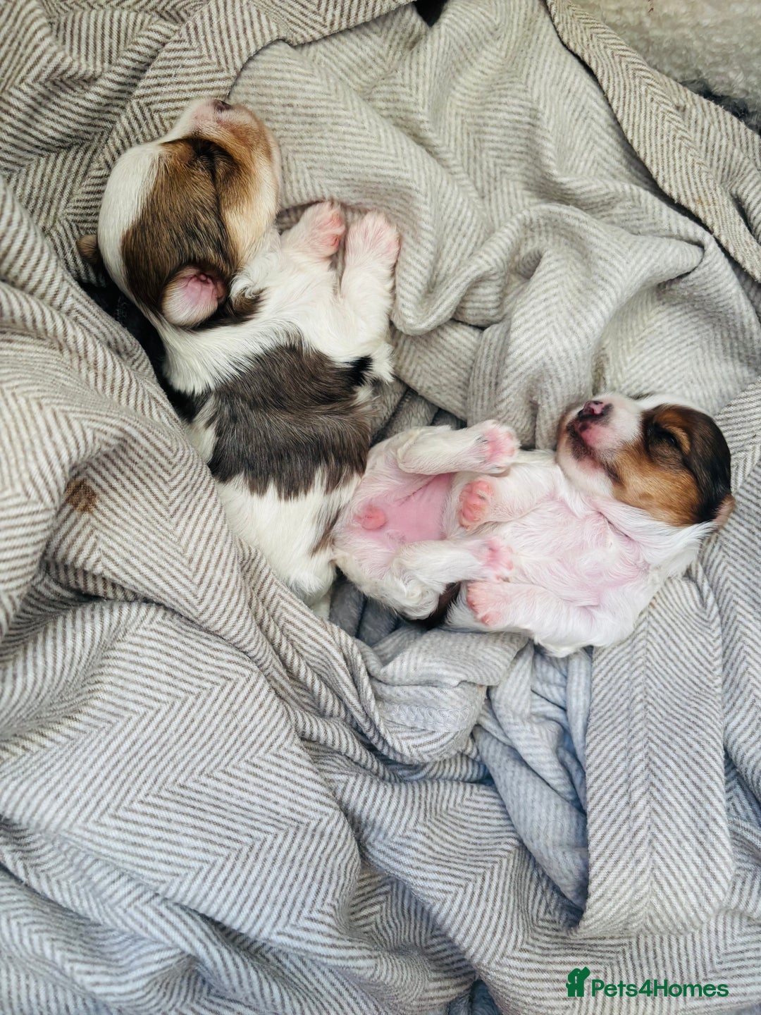 Yorkshire Terrier dogs for sale: ❤️Beautiful blue eyed Yorkshire terrier puppies❤️ - Advert 4