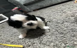 Mixed Breed dogs for sale: 6 beautiful Shih Tzu/Pomerianian puppies !  - Image 19