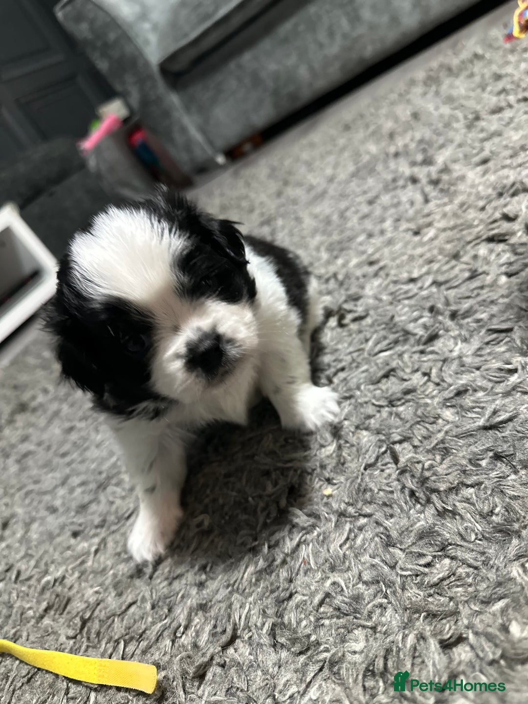 Mixed Breed dogs for sale: 6 beautiful Shih Tzu/Pomerianian puppies !  - Image 19