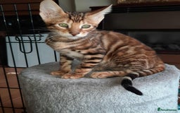 Toyger cats for sale: STUNNING TICA REG, PEDIGREE TOYGER CUBS - Image 7