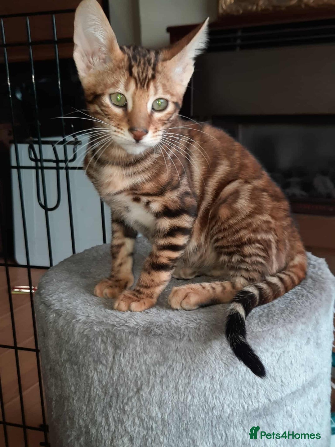 Toyger cats for sale: STUNNING TICA REG, PEDIGREE TOYGER CUBS - Image 7