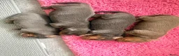 Miniature Dachshund dogs for sale: Beautiful blue/isabelle and tan puppies  - Advert 5