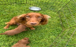 Cockapoo dogs for sale: Fox Red Super Quality Cockapoos - Image 19
