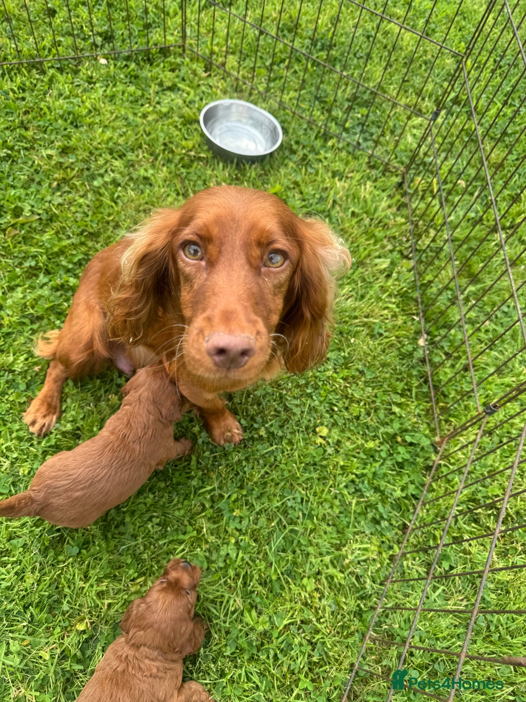 Cockapoo dogs for sale: Fox Red Super Quality Cockapoos - Image 19