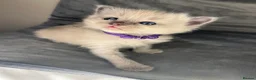 Ragdoll cats for sale: Beautiful mink ragdoll kittens  - Advert 24