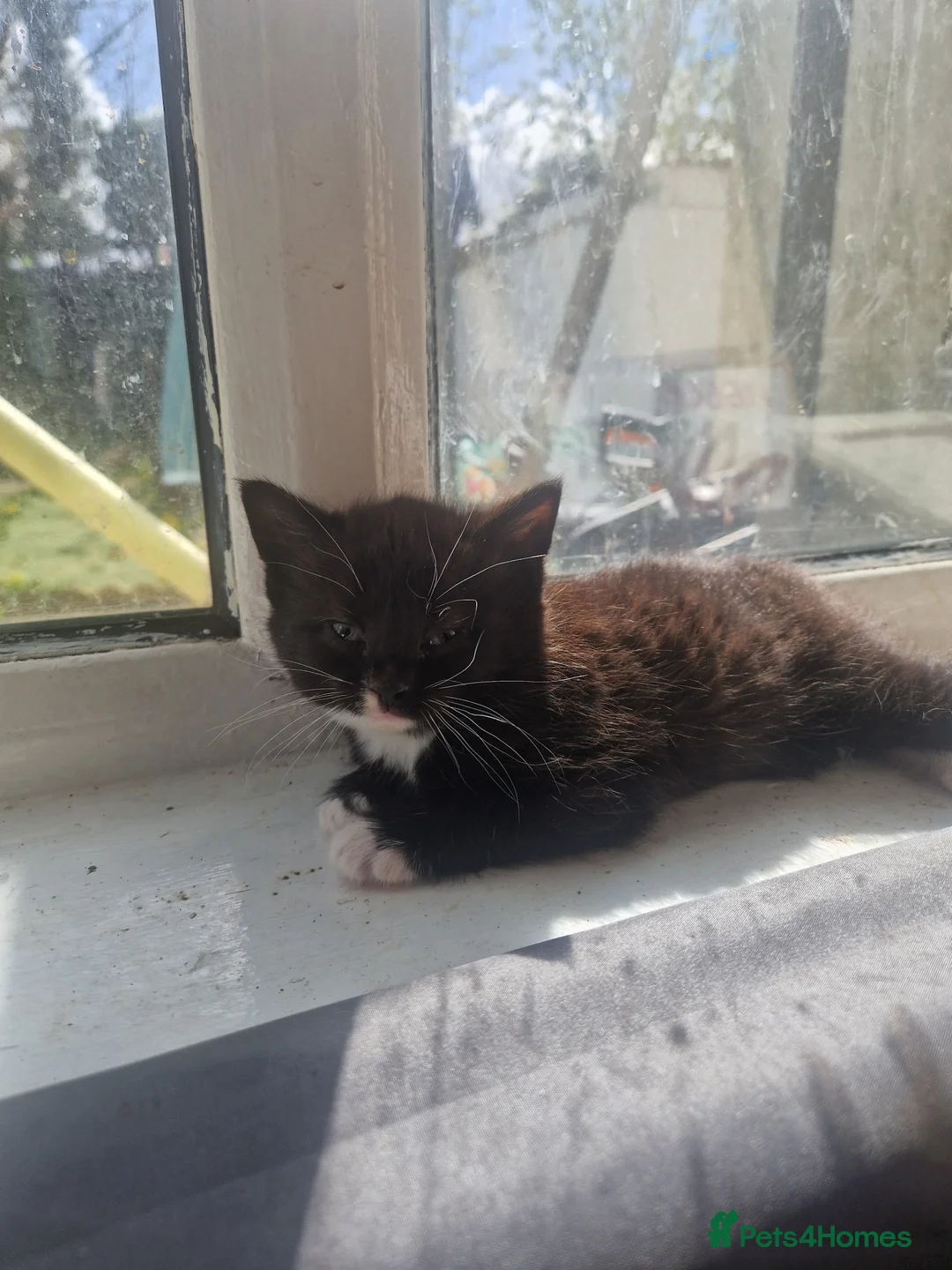 Mixed Breed cats for sale: All females kittens  - Advert 2