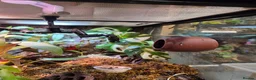 Gecko reptiles for sale: Mourning geckos - Advert 3