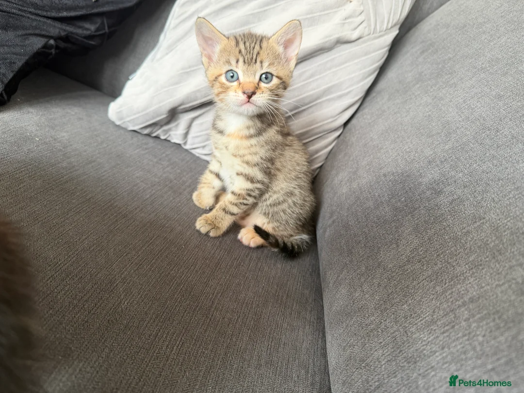 Mixed Breed cats for sale: 3 kittens  - Advert 1