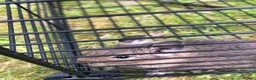 Degus rodents for sale: Baby Degu - Advert 3