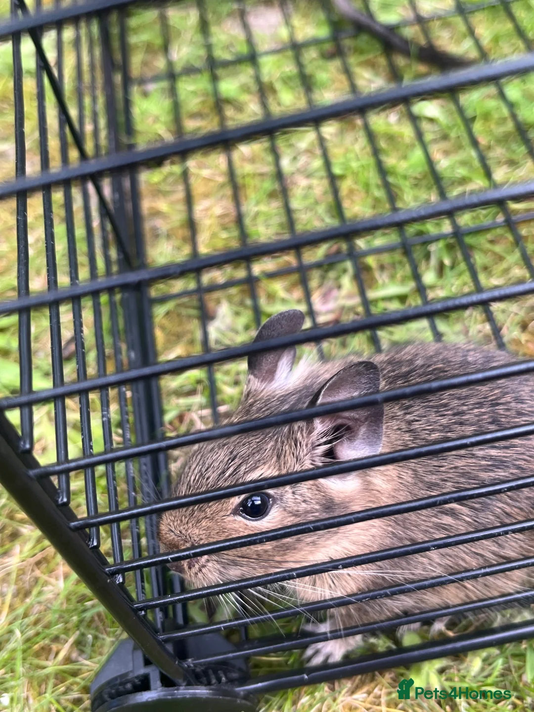 Degus rodents for sale: Baby Degu - Advert 3