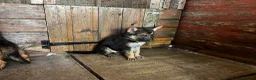 German Shepherd dogs for sale: German shepherd puppies  - Advert 4