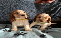 Cocker Spaniel dogs for sale: Stunning show type cocker spaniel puppies  - Image 18