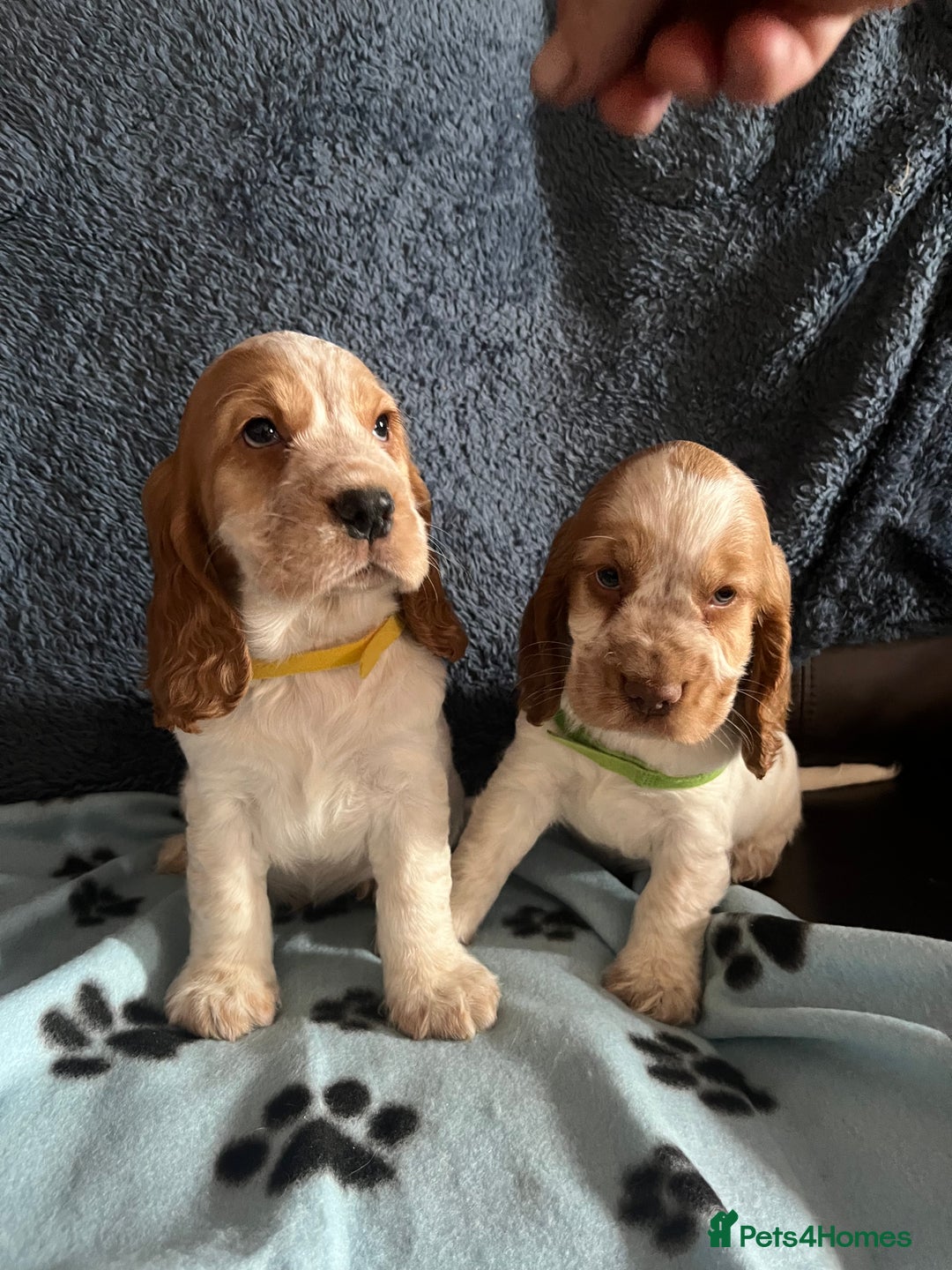 Cocker Spaniel dogs for sale: Stunning show type cocker spaniel puppies  - Image 18