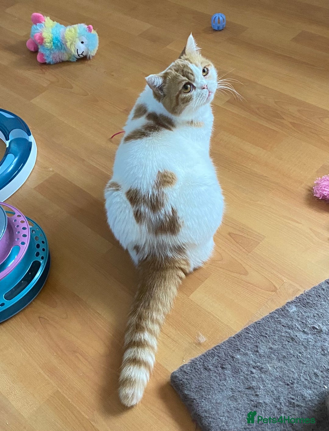 British Shorthair cats for sale: Pedigree British Shorthair  - Image 15