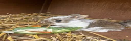 Mixed Breed rabbits for sale: Baby rabbits  - Advert 5