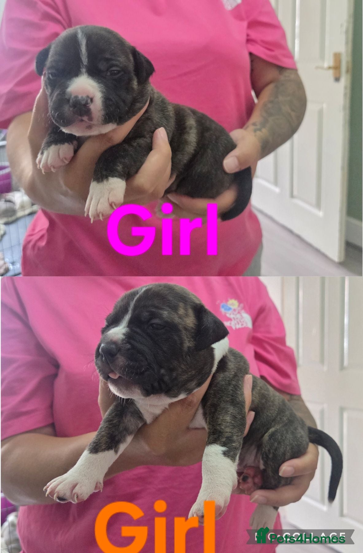 Mixed Breed dogs LAST 2 GIRLS!! American bulldog x staffy  - Advert 16