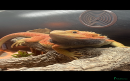 Bearded Dragon reptiles for sale: Baby beardies - Image 32