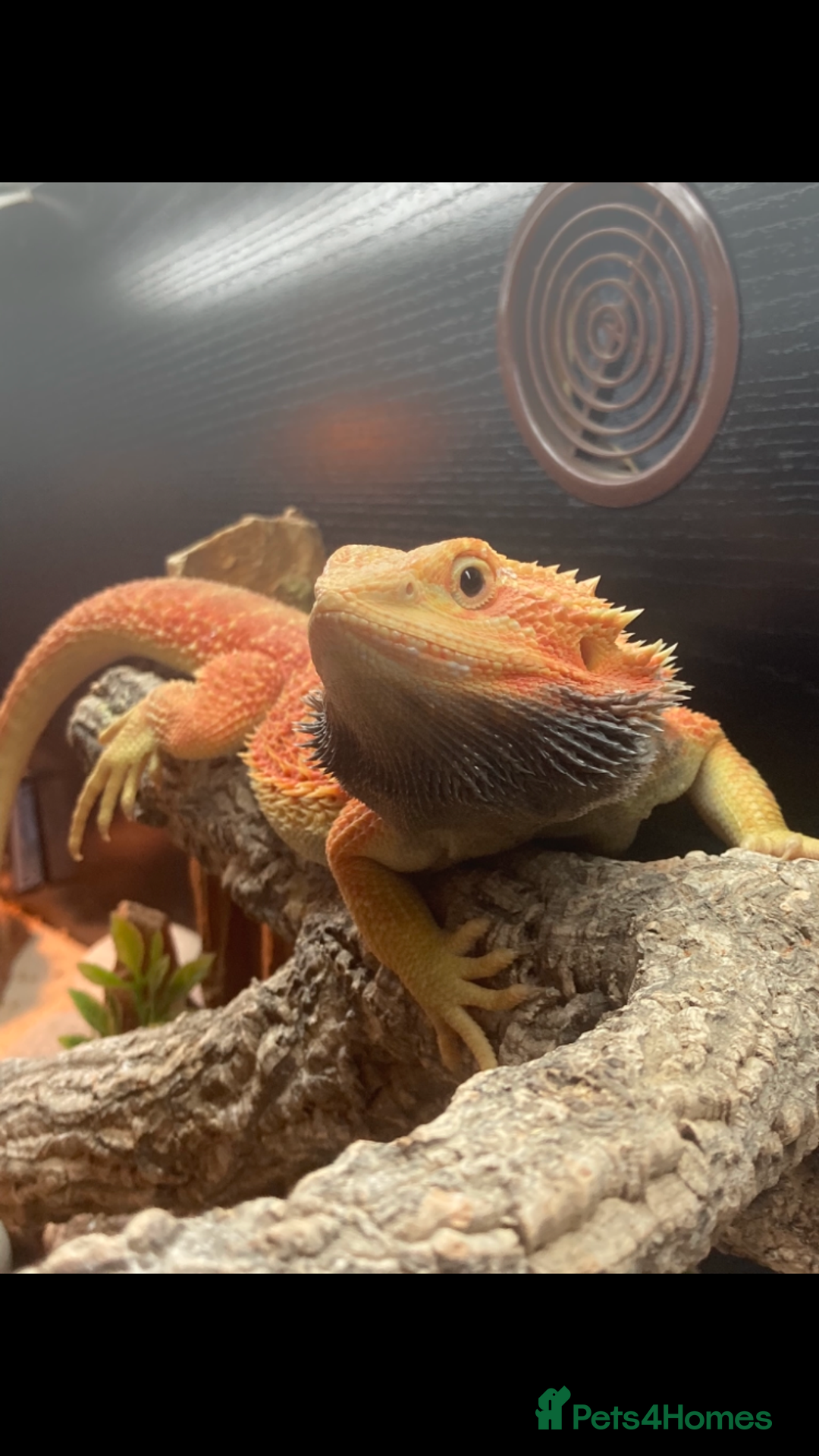 Bearded Dragon reptiles for sale: Baby beardies - Image 32