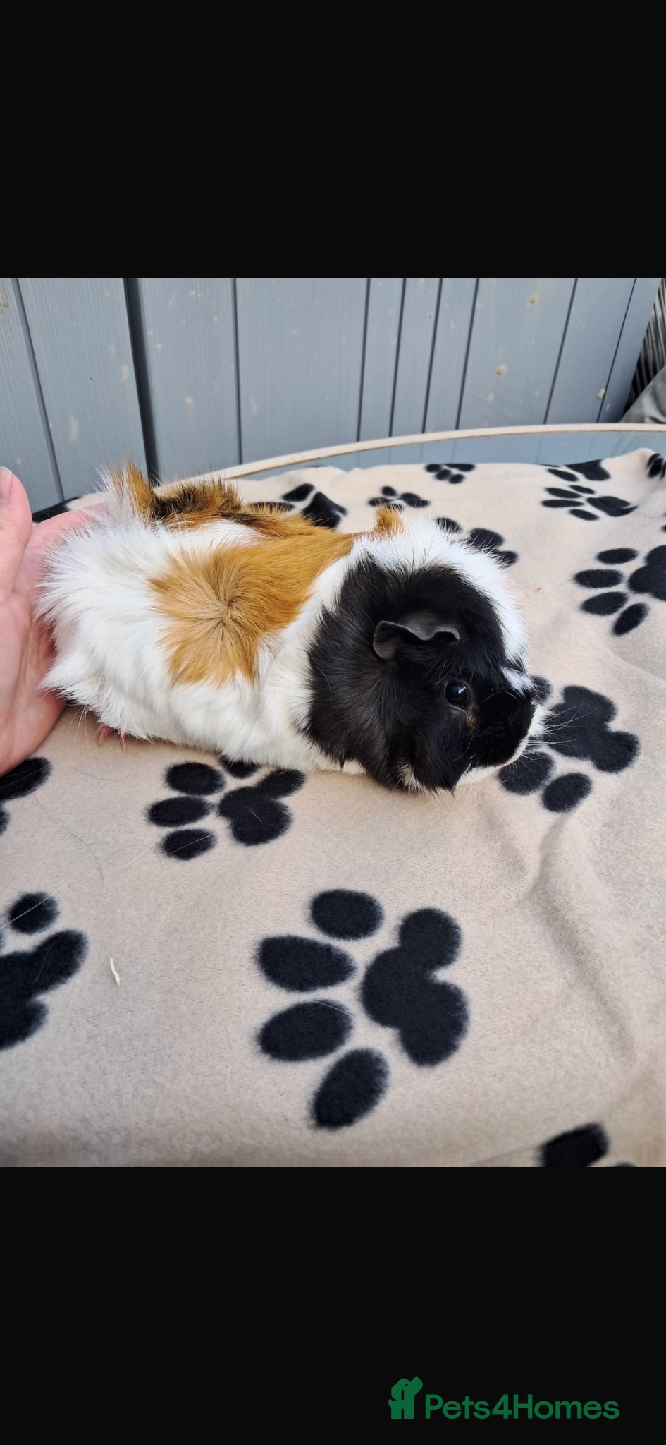 Guinea Pig rodents Breeding pair of guinea pigs  - Advert 2