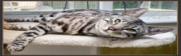 Bengal cats for sale: Silver Spotted Bengal Siblings Haja And Tala - Advert 13