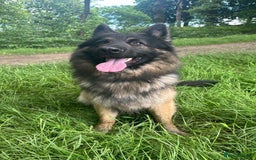 German Shepherd dogs for sale: German Shepherd pups - Image 16
