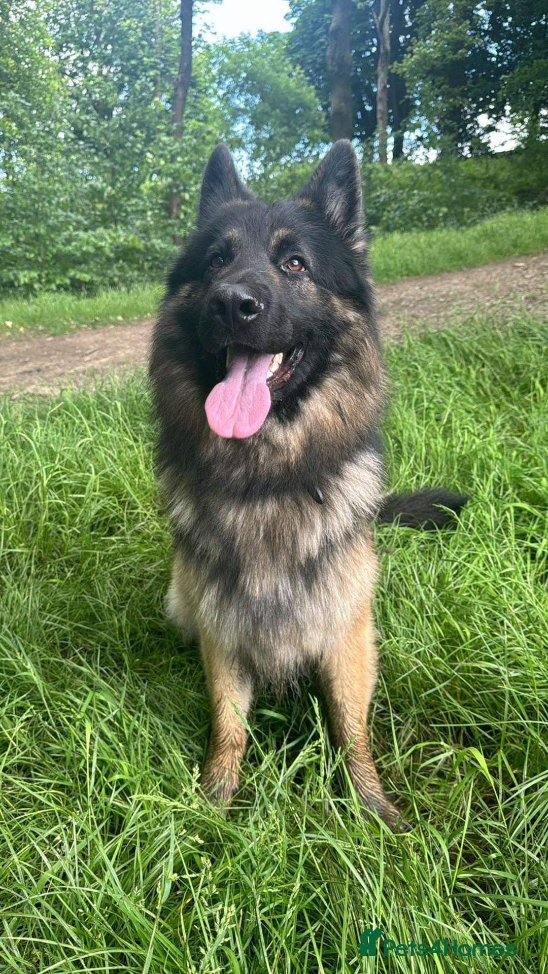 German Shepherd dogs for sale: German Shepherd pups - Image 16