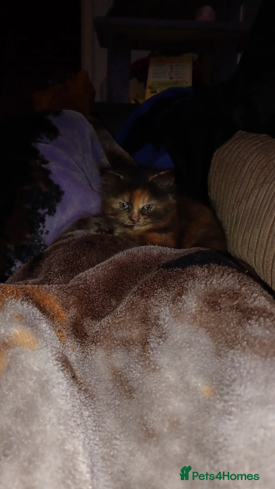 Mixed Breed cats for sale: Fully kitten  - Advert 2