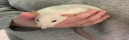 Rat rodents for sale: 4 dumbo female rats  - Advert 2