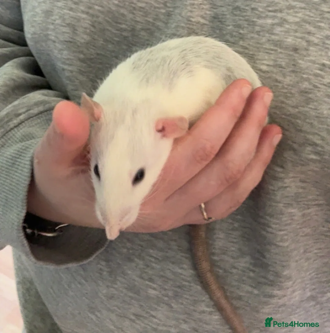 Rat rodents for sale: 4 dumbo female rats  - Advert 2