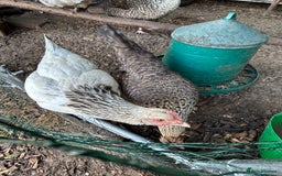 Chickens poultry for sale: 11 chickens for sale  - Image 3